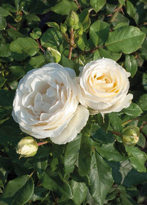 silver wedding rose dobbies